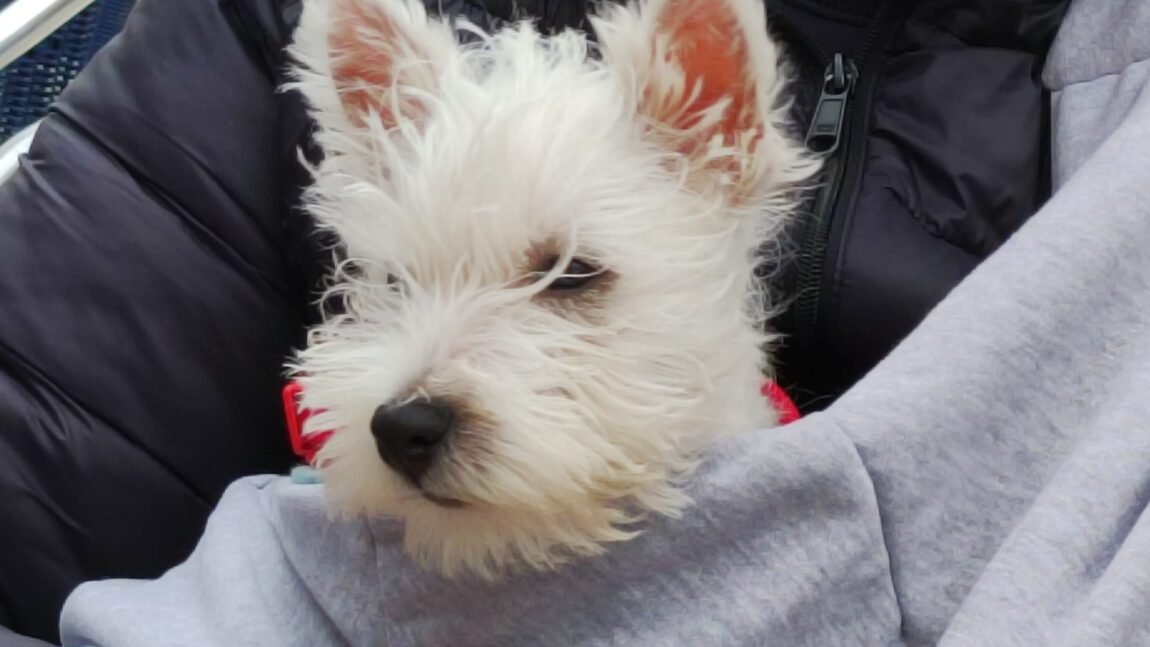 ¿Me puedes decir el precio de un cachorro de Westie?