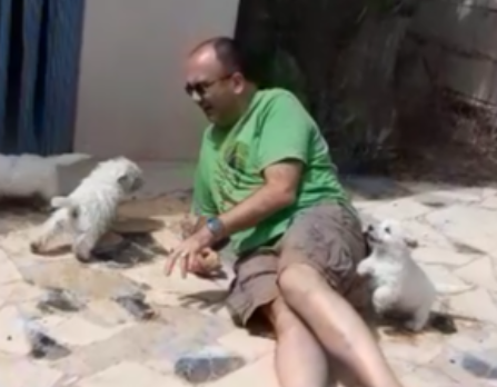 Juegos de Cachorros